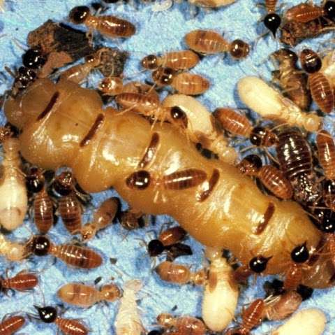 Photo: Townsville Termites Specialist - Pest Inspection & Pest Control